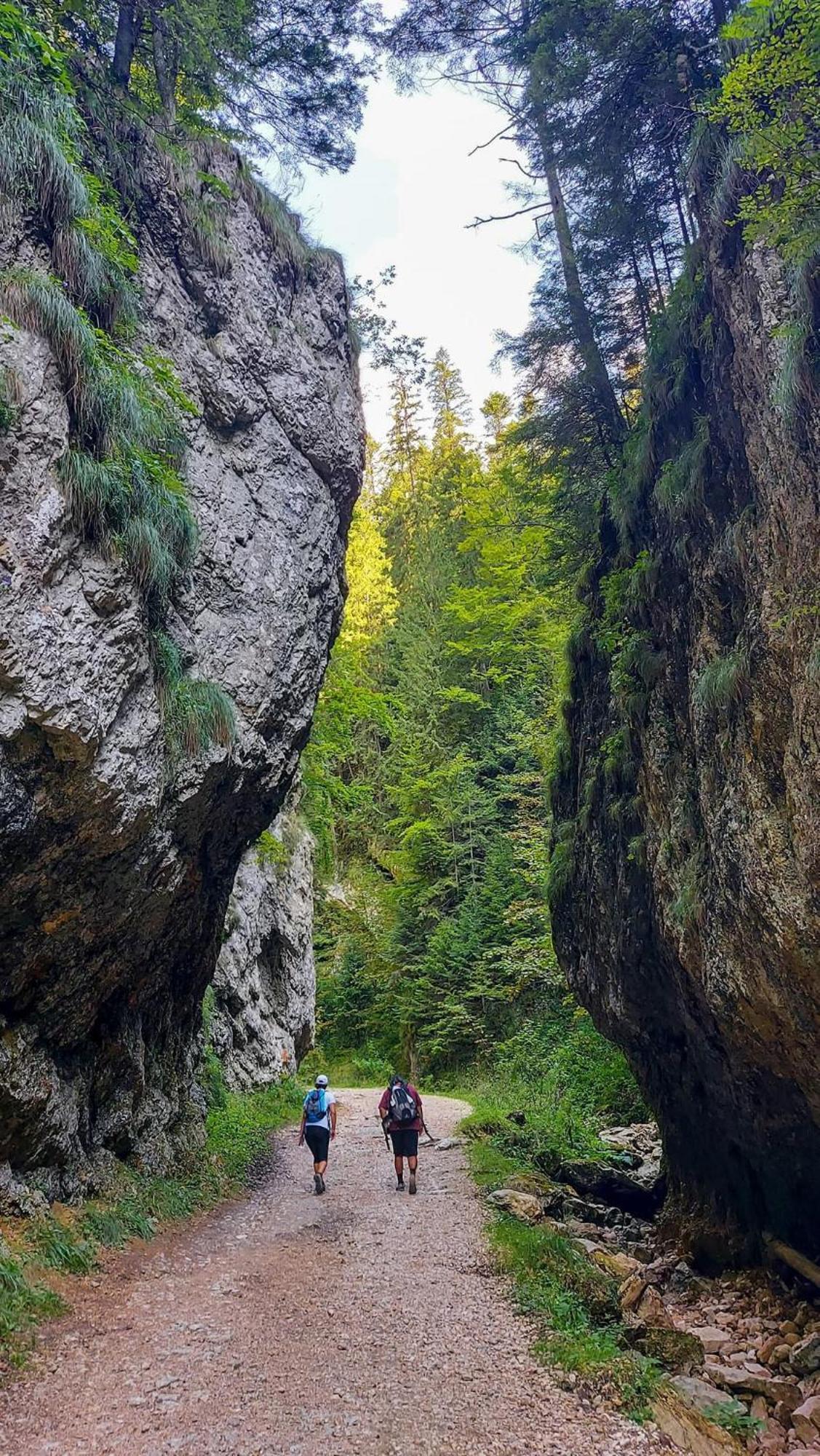 Cazare Zorilor Zărneşti Oda fotoğraf