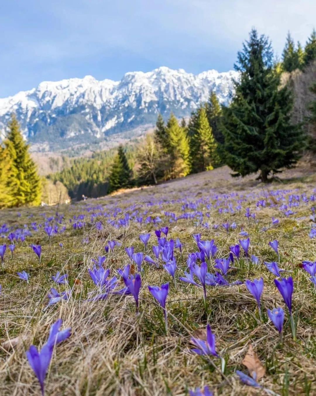 Cazare Zorilor Zărneşti Oda fotoğraf